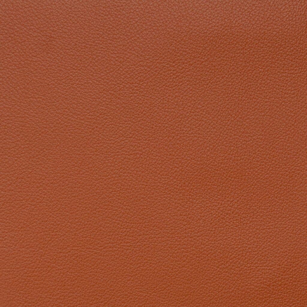 Red Kangaroo