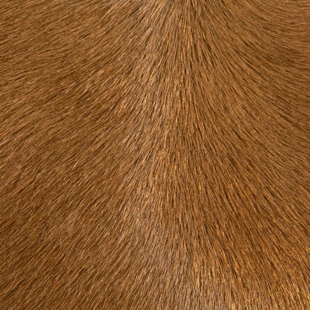 Pony