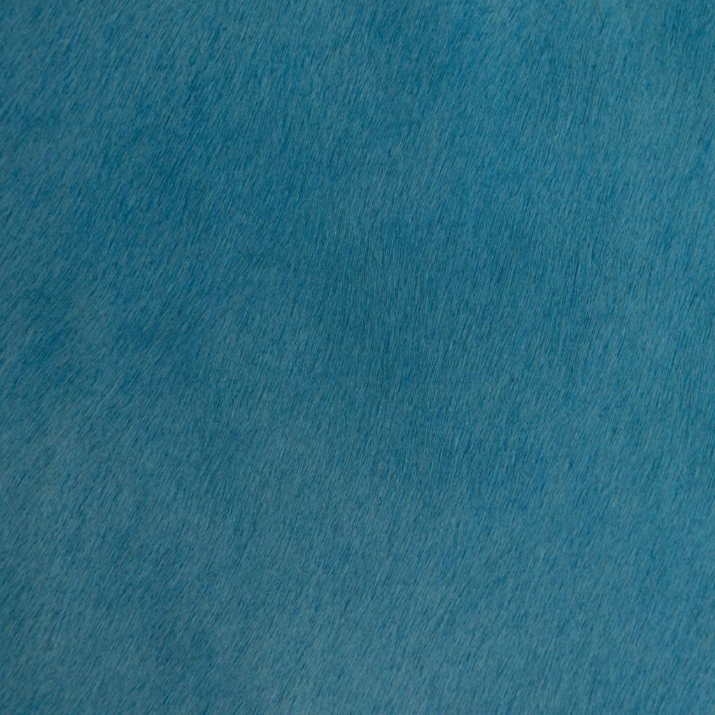 Blue Jay