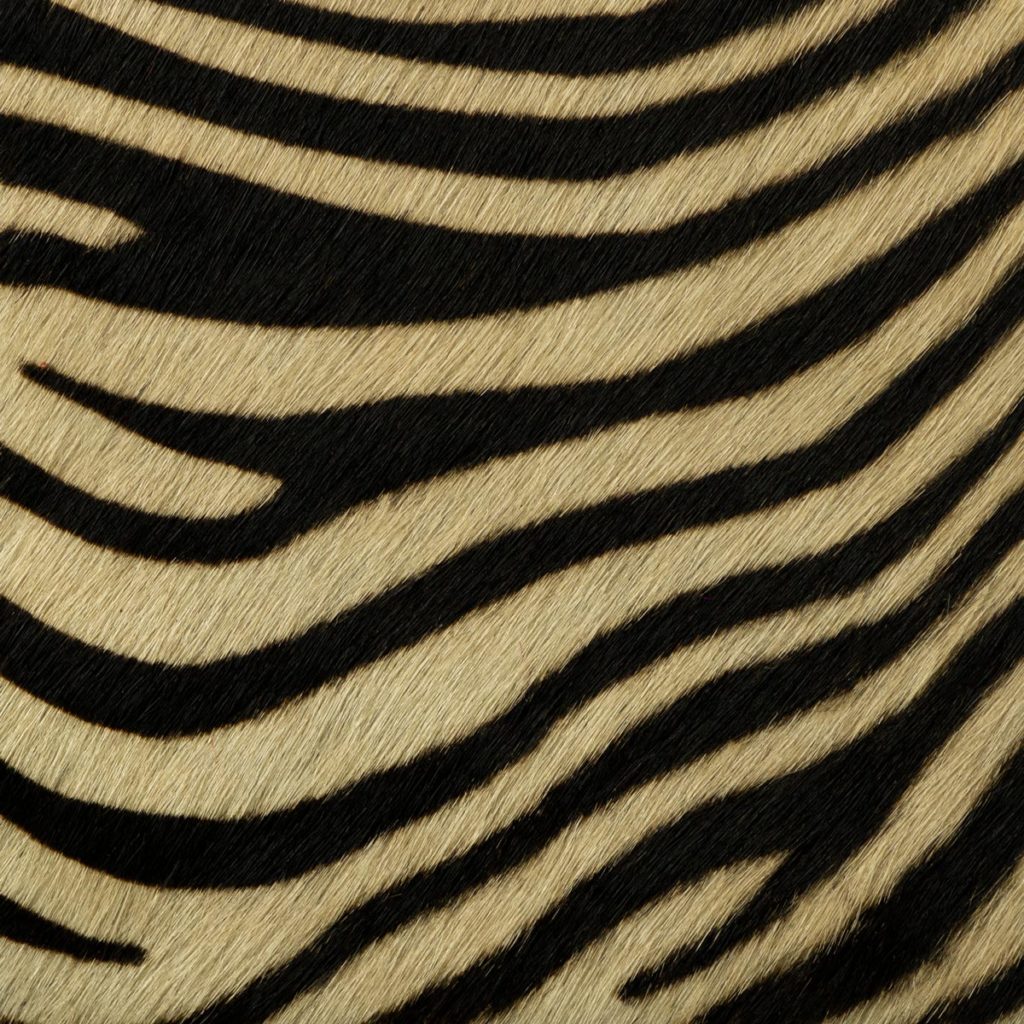 Small Zebra